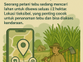 dicari-lahan-sewa-untuk-budidaya-tebu-small-0