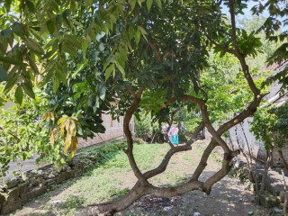Dijual Lahan Kosong Semambung, Kanor NOL Jalan Raya