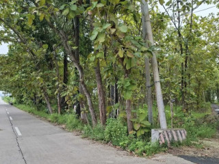 Dijual Tanah Milik Pribadi Sambongrejo, Semanding, Tuban