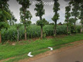 dijual-tanah-shm-kerek-tuban-small-0