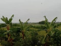 dijual-tanah-sawah-compreng-widang-tuban-small-1