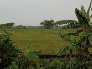 DIJUAL TANAH SAWAH COMPRENG, WIDANG, TUBAN