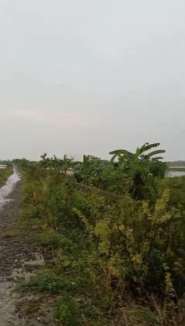 dijual-tanah-sawah-compreng-widang-tuban-big-2