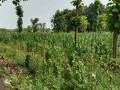 dijual-tanah-strategis-tuban-jawa-timur-small-1