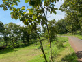 dijual-tanah-pekarangan-shm-prunggahan-tuban-small-0