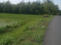 dijual-tanah-lokasi-antara-pohwates-kedungadem-bojonegoro-small-1