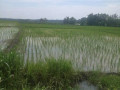 dijual-tanah-lokasi-antara-pohwates-kedungadem-bojonegoro-small-0