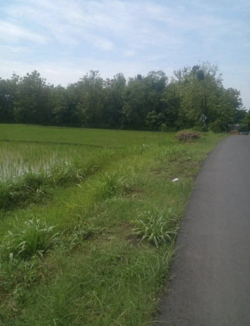 dijual-tanah-lokasi-antara-pohwates-kedungadem-bojonegoro-big-1