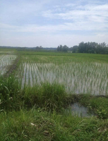 dijual-tanah-lokasi-antara-pohwates-kedungadem-bojonegoro-big-0