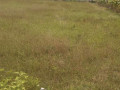 dijual-tanah-shm-merakurak-tuban-small-0