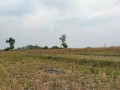 dijual-murah-sawah-tadah-hujan-parengan-tuban-small-1