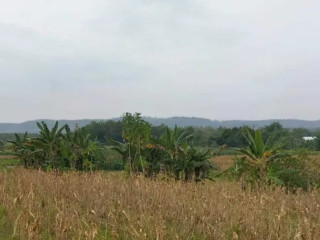 Dijual Murah Sawah Tadah Hujan Parengan, Tuban