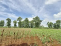 dijual-tanahtegal-merakurak-tuban-small-0