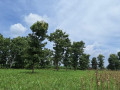 dijual-tanahtegal-merakurak-tuban-small-1