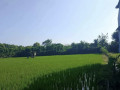 dijual-tanahsawah-lokasi-strategis-di-perbon-tuban-kota-small-0