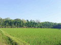dijual-tanahsawah-lokasi-strategis-di-perbon-tuban-kota-small-1