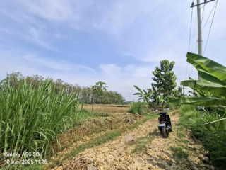 Dijual Sawah Murah Plumpang Tuban