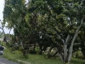 dijual-tanah-strategis-dekat-lapangan-lokajaya-perbon-tuban-small-0