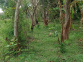 dijual-tanpa-perantara-tanah-kebonan-shm-sumuragung-tuban-small-0