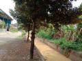 dijual-tanpa-perantara-tanah-kebonan-shm-sumuragung-tuban-small-1