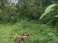 dijual-tanah-bojonegoro-shm-small-1