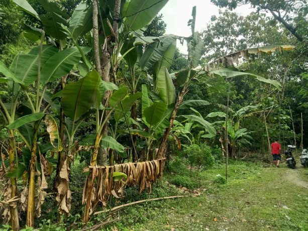 dijual-tanah-bojonegoro-shm-big-2