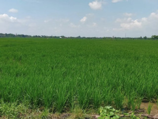 Dijual Tanah Pertanian Strategis Desa Kaliayar Kapas Bojonegoro