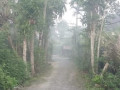 dijual-kebun-salak-wedi-kapas-bojonegoro-small-1