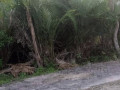 dijual-kebun-salak-wedi-kapas-bojonegoro-small-0