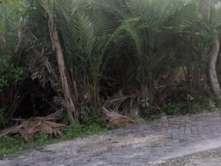 Dijual kebun salak, Wedi, Kapas Bojonegoro