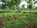 dijual-tanah-murah-widengan-semanding-tuban-small-0