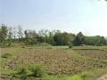 dijual-sawah-strategis-di-semanding-tuban-small-2