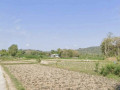 dijual-sawah-strategis-di-semanding-tuban-small-1