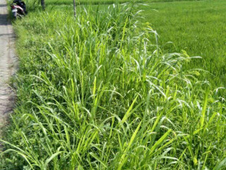 DIJUAL TANAH MURAH! LAHAN SAWAH. KARANGREJO PENAMBANGAN SEMANDING