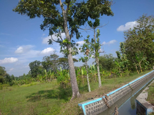 dijual-tanah-sawah-strategis-ngumpak-dalem-dander-bojonegoro-big-1