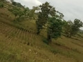 dijual-tanah-luas-6357m2-tahulu-njambangan-small-0
