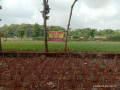 dijual-tanah-luas-di-semanding-tuban-small-0