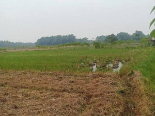 Dijual Tanah Sawah Murah Jatiblimbing, Dander, Bojonegoro
