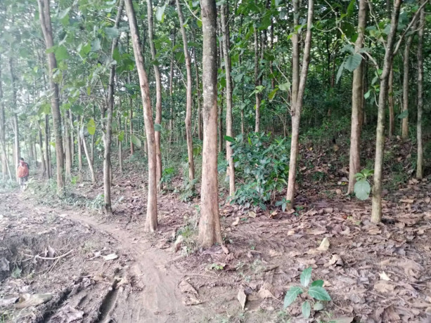 dijual-tanah-luas-17-hektar-lokasi-strategis-di-montong-tuban-big-1