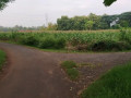 dijual-tanah-murah-dekat-ringroad-tuban-small-1