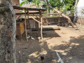 dijual-rumah-luas-tanpa-perantara-cocok-untuk-usaha-sosial-di-kanor-bojonegoro-small-2