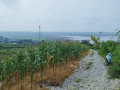dijual-murah-tanah-tegal-view-pegunungan-small-1