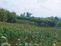 dijual-murah-tanah-tegal-view-pegunungan-small-2