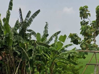 Dijual Sawah Strategis Kanor Tambahrejo Bojonegoro