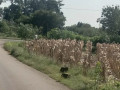 dijual-tanah-strategis-dekat-ringroad-semanding-small-1