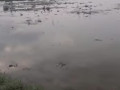 dijual-tanah-pertanian-sendanghaji-merakurak-tuban-small-1