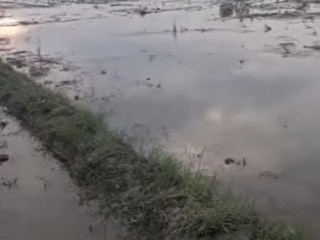 Dijual Tanah Pertanian Sendanghaji, Merakurak, Tuban