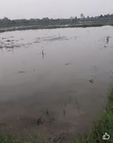 dijual-tanah-pertanian-sendanghaji-merakurak-tuban-big-2