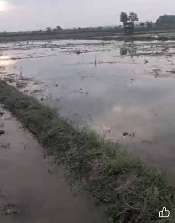 dijual-tanah-pertanian-sendanghaji-merakurak-tuban-big-0