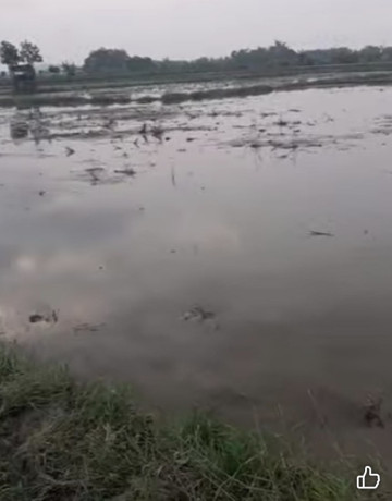 dijual-tanah-pertanian-sendanghaji-merakurak-tuban-big-1